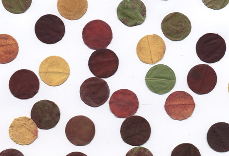 Autumn leaves | Recerca | Estudi Antoni Arola
