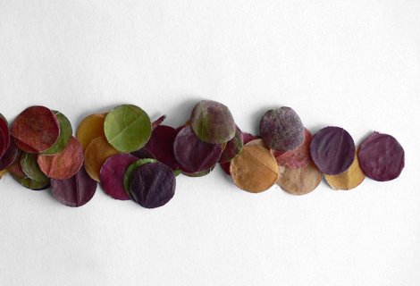Autumn leaves | Recerca | Estudi Antoni Arola